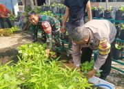 Babinsa Panen Kangkung, Dukung Program Hanpangan