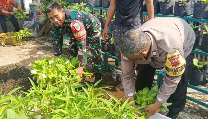 Babinsa Panen Kangkung, Dukung Program Hanpangan
