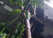 Akibat Hujan Deras di Sertai Angin Kencang Pohon Tumbang Menimpa Rumah Warga di Ciamis