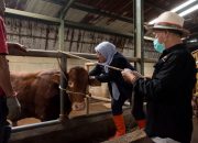 DKPP Kota Bandung Vaksinasi 500 Sapi