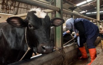 Ini Strategi DKPP Perkuat Ketahanan Pangan dan Kendalikan PMK