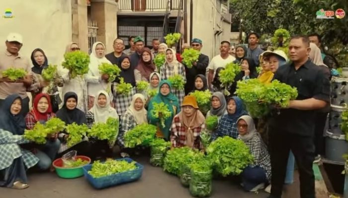 Buruan SAE Taruna 08 Panen Selada Hijau 92,07 Kg, Segar, Sehat, dan Bikin Bangga!