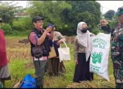 Danramil 1401/Kesambi Dampingi Petani dalam Kegiatan Pengubinan Padi di Karyamulya