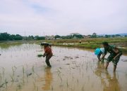 Dedikasi dan Dukungan Babinsa Dalam Program Ketahanan Pangan