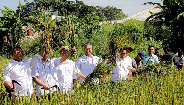 Kota Bandung Catat Panen Perdana 2025, Produktivitas Tinggi Capai 8 Ton per Hektar