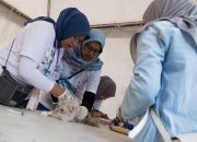 DKPP Siap Kendalikan Populasi Kucing Liar dan Perketat Pemeriksaan Hewan Kurban