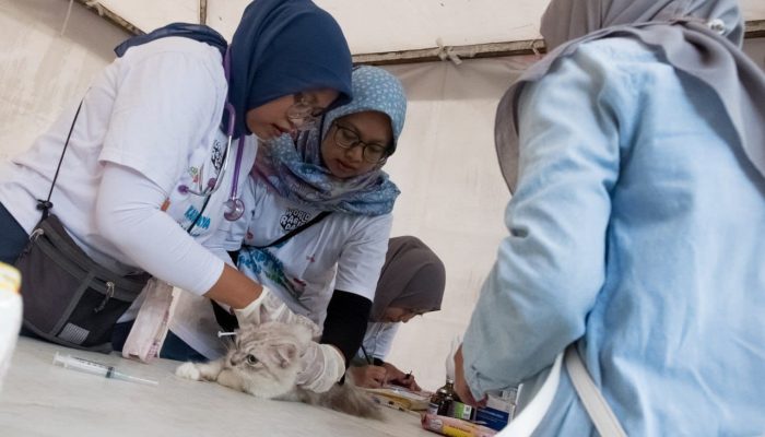 DKPP Siap Kendalikan Populasi Kucing Liar dan Perketat Pemeriksaan Hewan Kurban