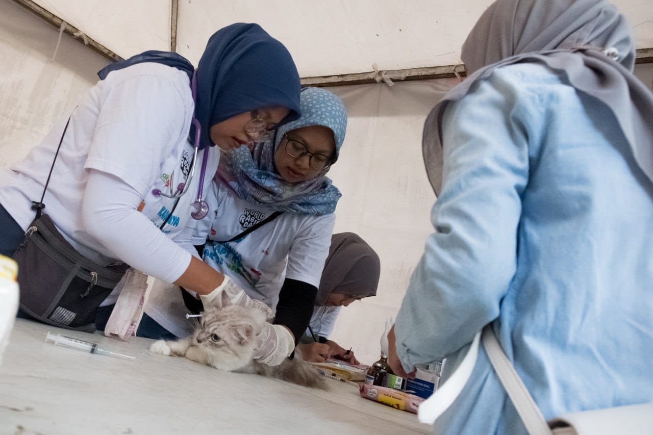 DKPP Siap Kendalikan Populasi Kucing Liar dan Perketat Pemeriksaan Hewan Kurban