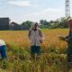 Babinsa Kelurahan Pekalangan Dampingi Panen Poktan Kedung Mendeng Dukung Swasembada Pangan