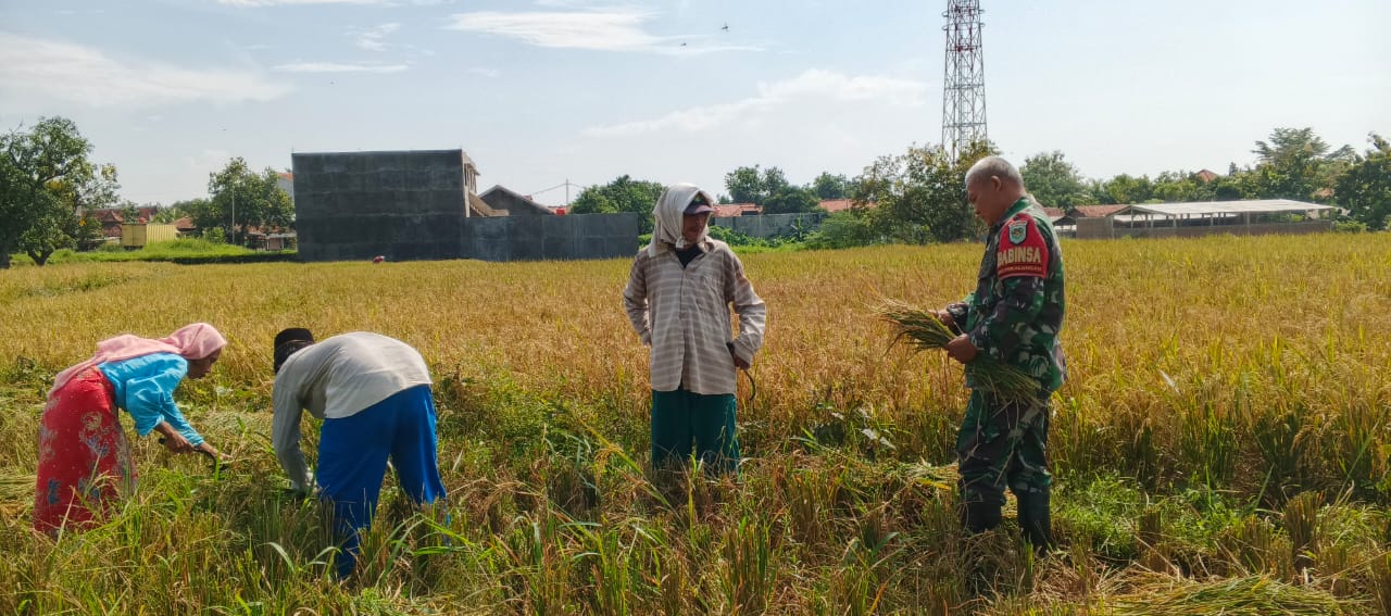 Babinsa Kelurahan Pekalangan Dampingi Panen Poktan Kedung Mendeng Dukung Swasembada Pangan