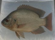 Cirebon Siap Jadi Sentra Ikan Nila di Jawa Barat, Inilah Keunggulannya