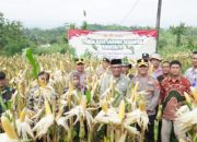 Panen Raya Jagung Kuartal II, Polres Banjar Hasilkan 6 Ton