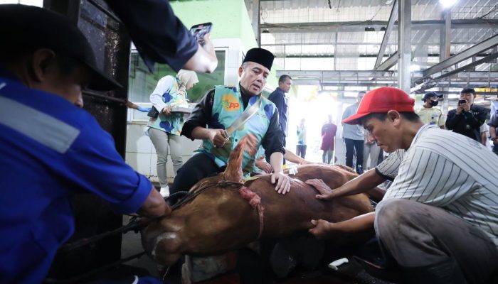 Erwin Sembelih Sapi Kurban dari Presiden RI dan Wali Kota Bandung
