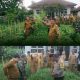 Panen Mini Berhasil dari Tanaman Kangkung Sosin dan Pakcoy